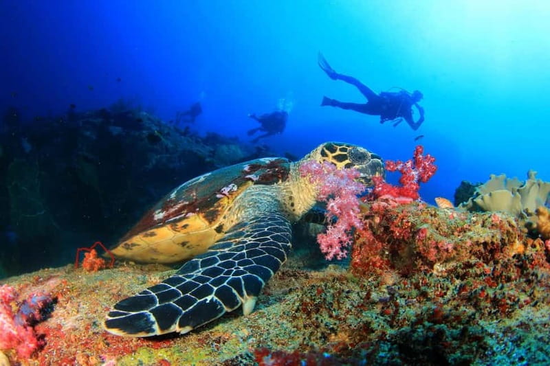 Antalya/Kemer: Scuba Diving Experience with 2 Dives & Lunch - Kemer Scuba Day: How the 8 Hours Actually Flow