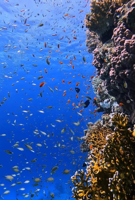 Antalya, Side and Alanya: Scuba Diving with Lunch & 2 Dives - Who this is best for (and who should skip it)