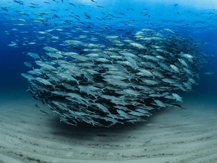 Antalya, Side and Alanya: Scuba Diving with Lunch & 2 Dives - Two underwater sessions at 6m and 12m: how it feels in practice