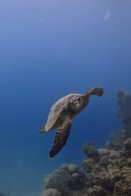 Antalya, Side and Alanya: Scuba Diving with Lunch & 2 Dives - Lunch onboard (and why it’s part of the value)