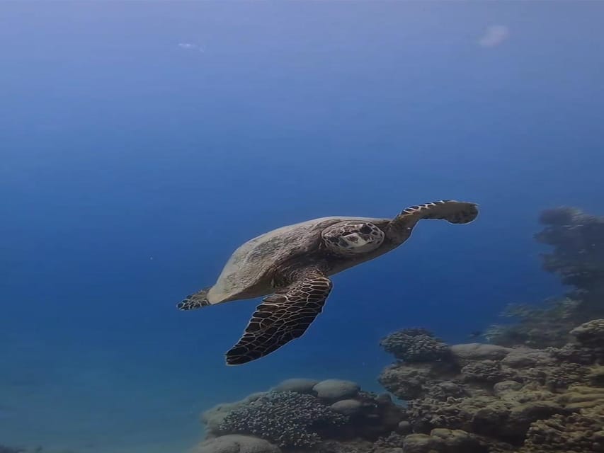 Antalya, Side and Alanya: Scuba Diving with Lunch & 2 Dives - What’s included versus what you’ll pay extra