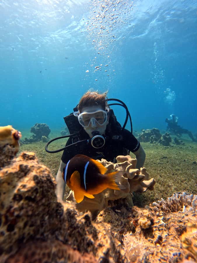 Aqaba: Private Red Sea Diving for Beginner or Experienced - Who should book this Aqaba Red Sea scuba session