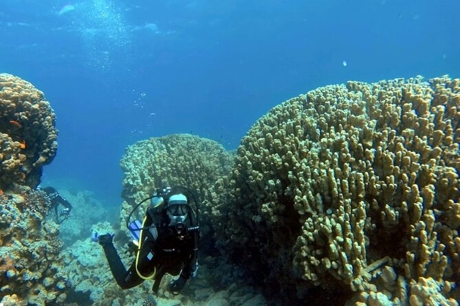 Aqaba Private Scuba Diving Activity with Pick Up - The Tank: the tracked vehicle that keeps earning repeat mentions