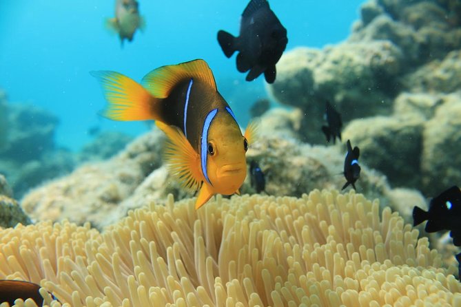 Aqua Safari Introductory Helmet Dive (Underwater Walk) - Who this helmet walk is best for (and who should think twice)