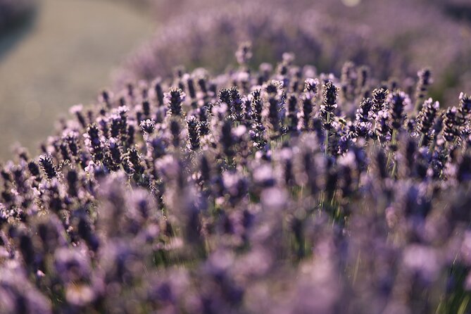 Aroma sampling of 5 Bulgarian Lavender varieties at DiVes Winery - Terraced walk timing: what 40 minutes feels like in real life