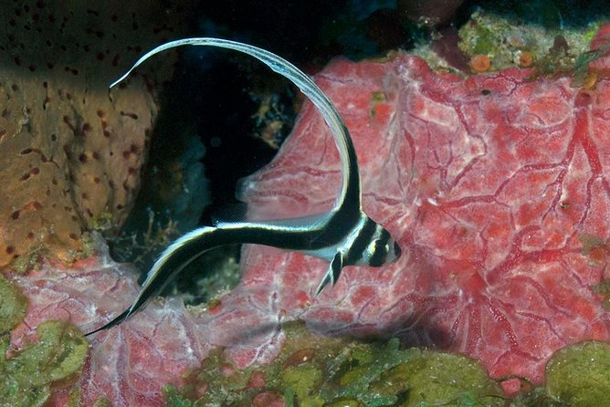 Aruba 1-Tank guided Dive for certified divers with own equipment - Aruba’s quiet southern scuba plan (and why it matters)