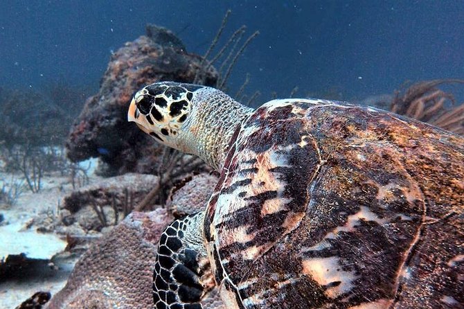 Aruba 1-Tank guided Dive for certified divers with rental equipment - Key highlights to know before you go