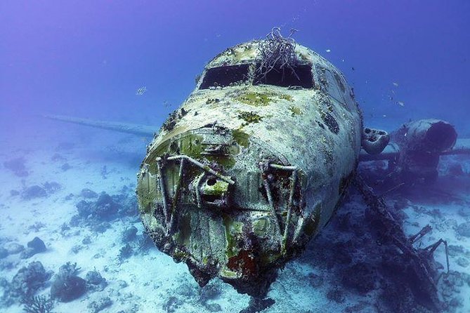 Aruba 1-Tank guided Dive for certified divers with rental equipment - Pickup in Aruba: what you actually need to know