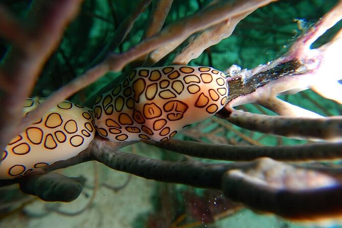 Aruba 2-Tank Dive Excursion for Certified Divers - Surface Interval Snacks and Drinks: Why That Hour Matters