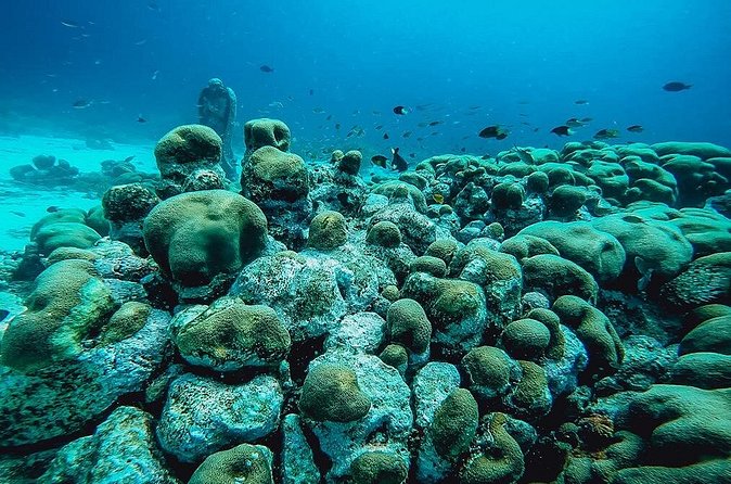 Aruba 2-Tank Dive Excursion for Certified Divers - Gear, Certification, and Medical Clearance: The Rules That Keep It Smooth
