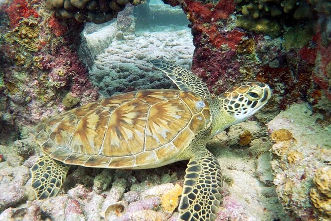Aruba 2-Tank Dive Excursion for Certified Divers - Price and Value: What $99 Includes (and What You Might Pay Extra)