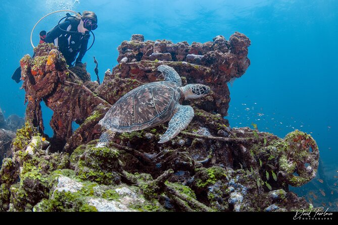 Aruba Guided Night Dive Adventure: Shallow Reefs or Shipwrecks - Shallow reefs and shipwrecks: what you’re likely to encounter
