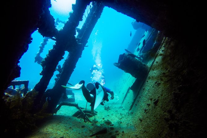 Aruba Guided Night Dive Adventure: Shallow Reefs or Shipwrecks - What you’re paying for: $85 worth it for this kind of guidance