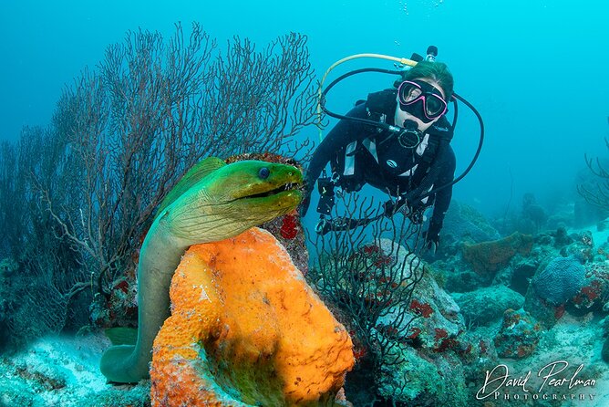 Aruba One or Two Tank Scuba Dive - Key highlights worth your attention