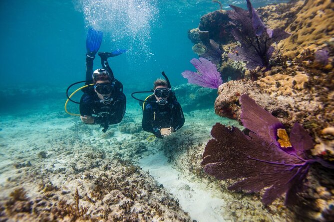 Aruba One or Two Tank Scuba Dive - Where your Aruba tank trip begins at Piet’s Pier Bar