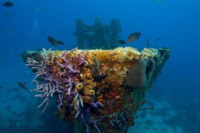 Aruba One or Two Tank Scuba Dive - Underwater conditions around Aruba: warm water, coral, and calm moves