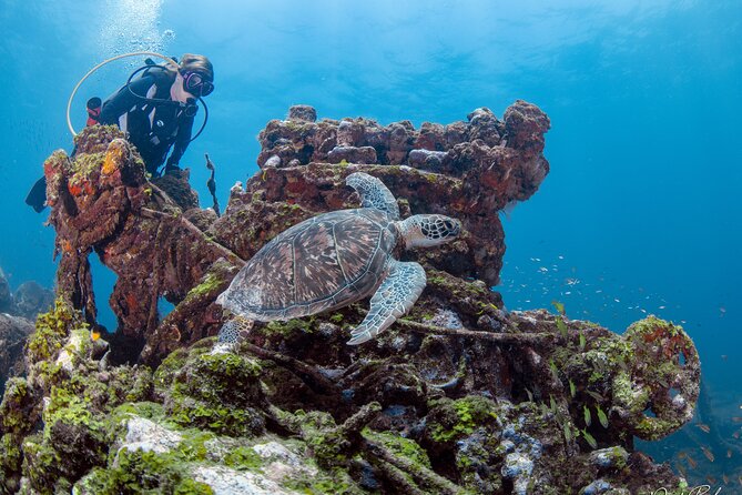 Aruba One or Two Tank Scuba Dive - What’s included (and what you may pay extra for)
