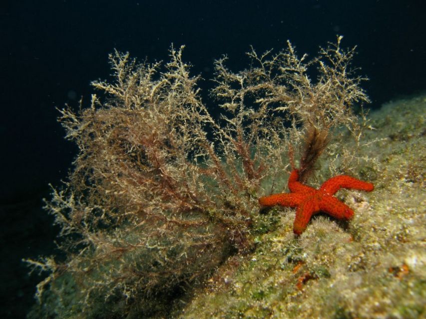 Athens: Adventure Dives in Nea Makri for Certified Divers - What’s included in the price (and why $64 can be good value)
