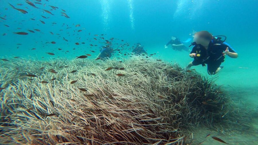 Athens East Coast: Discover Scuba Diving in Nea Makri - Price and value: is $106 for 3 hours a fair deal?