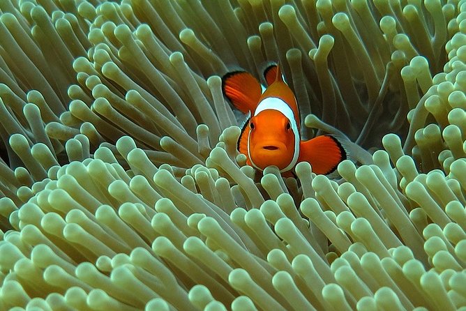 Bali Diving for Beginners: Tulamben Liberty Wreck - How the training sets you up for success