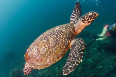 Bali Diving for Beginners: Tulamben Liberty Wreck - Coral Garden vs. the Drop Off: your second underwater stop