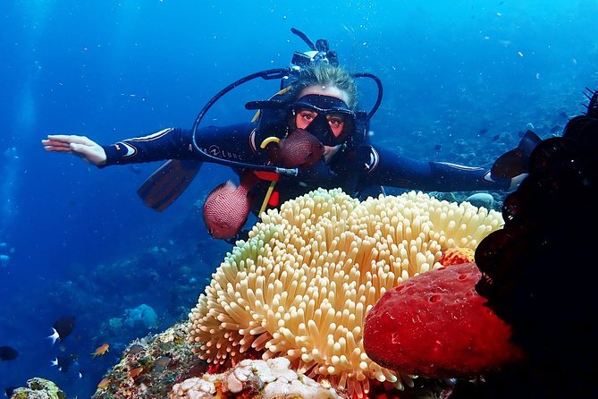 Bali Diving for Beginners: Tulamben Liberty Wreck - Wildlife and reef expectations: what you can realistically spot