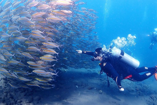 Bali Diving for Beginners: Tulamben Liberty Wreck - Price and value: why $89 can be a good deal