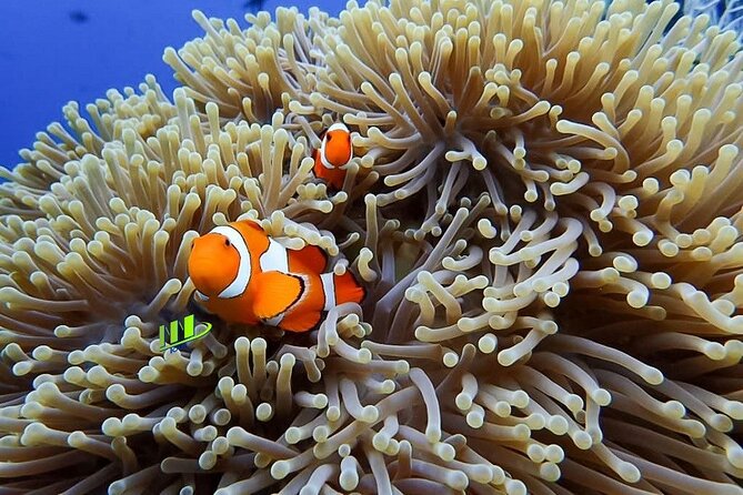 Bali Full Day Experience Scuba Diving Tour at Tulamben - Pickup from Noble Resort & Dive Center: the low-stress start
