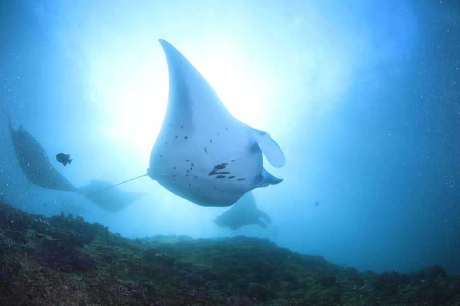 Bali/Nusa Penida: 3 Fun Dives to Manta Point, Mola & Reef - Crystal Bay: coral life and variety on a structured second stop