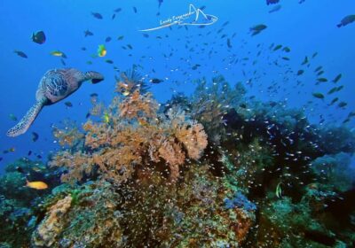 Bali/Nusa Penida: 3 Fun Dives to Manta Point, Mola & Reef - Manta Point: your best odds for manta rays