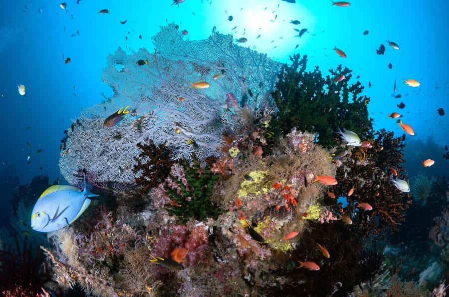 Bali/Nusa Penida: 3 Fun Dives to Manta Point, Mola & Reef - Mola-mola timing (July–October) and what sightings depend on