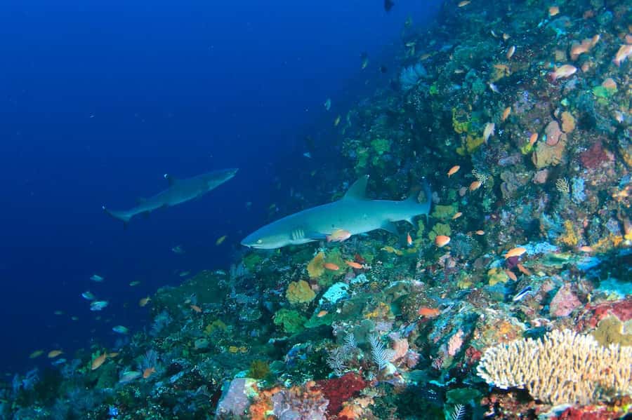 Bali: Padangbai Blue Lagoon Scuba Diving Private Tour - Key things worth your attention