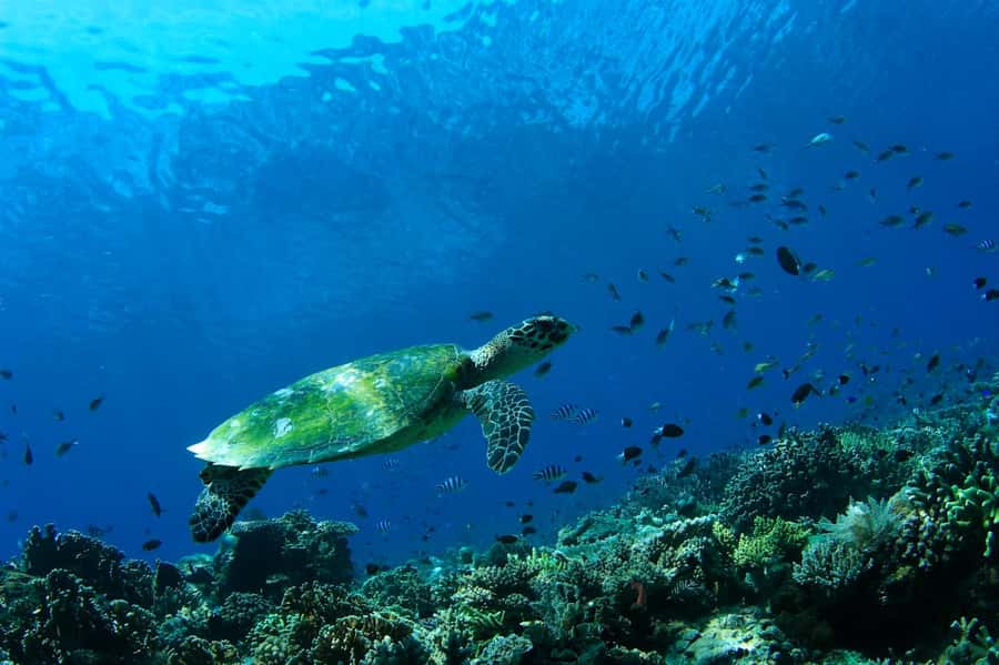 Bali: Padangbai Blue Lagoon Scuba Diving Private Tour - The 7:30am pickup that sets the pace (and the drive time that matters)