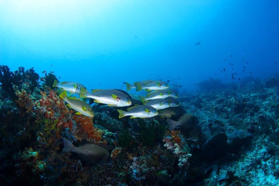 Bali: Padangbai Blue Lagoon Scuba Diving Private Tour - Stop 2: Blue Lagoon with 5 to 30 meters plus the turtle and shark odds