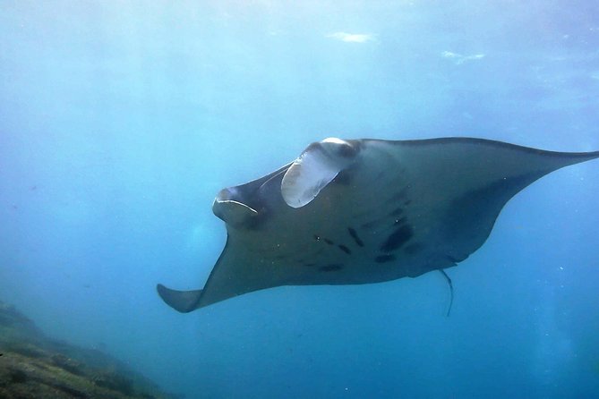 Bali Scuba Diving at Nusa Penida Manta Point For Certified Diver - Key highlights
