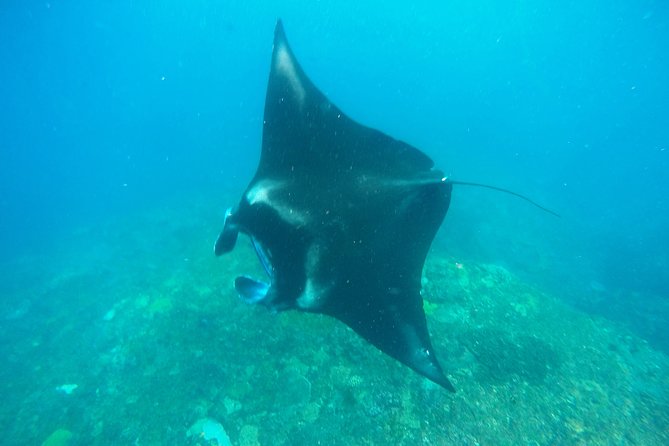 Bali Scuba Diving at Nusa Penida Manta Point For Certified Diver - Price and what $180 includes (and why it can be good value)
