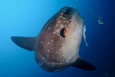 Bali Scuba Diving at Nusa Penida Manta Point For Certified Diver - Manta Point: how to maximize your chances without expecting a guarantee
