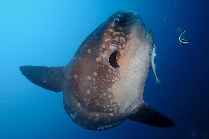 Bali Scuba Diving at Nusa Penida Manta Point For Certified Diver - Manta Point: how to maximize your chances without expecting a guarantee