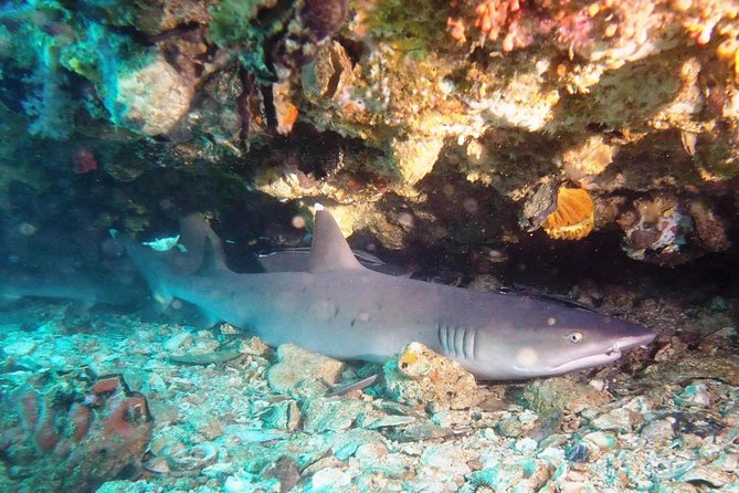 Bali Scuba Diving at Padang Bai for Certified Diver - Two guided underwater sessions: what the day is really about