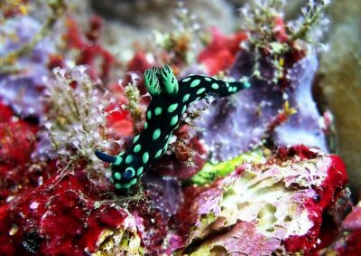 Bali Scuba Diving at Padang Bai for Certified Diver - Getting picked up in the morning without losing your whole day