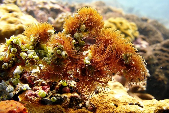 Bali Scuba Diving at Padang Bai for Certified Diver - Shuttle back to your hotel: how the timing usually feels