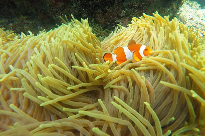 Bali Scuba Diving at Padang Bai for Certified Diver - GoPro upgrade: getting footage without turning the day into tech support