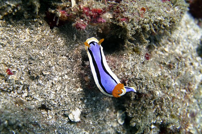 Bali Scuba Diving at Padang Bai for Certified Diver - What to bring (and what to skip) for a smoother day