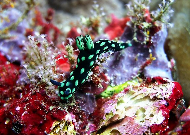 Bali Scuba Diving at Padang Bai for Certified Diver - Getting picked up in the morning without losing your whole day