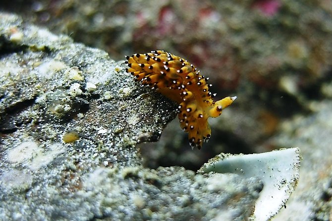 Bali Scuba Diving trip at Tulamben for Certified Diver - Two Guided 1-Tank Sessions: How the Day Feels in the Water