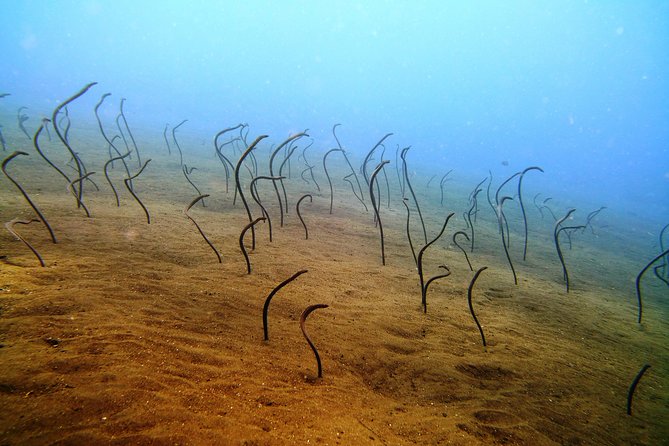 Bali Scuba Diving trip at Tulamben for Certified Diver - Guides and Safety: What the Good Ones Do Right