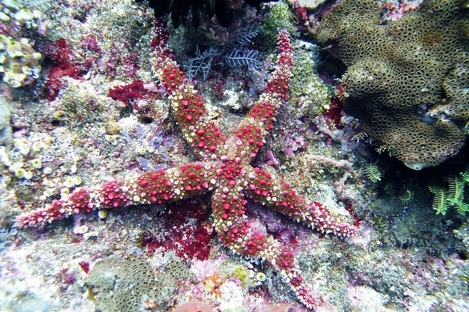 Bali Scuba Diving trip at Tulamben for Certified Diver - Equipment, Comfort, and What to Pack