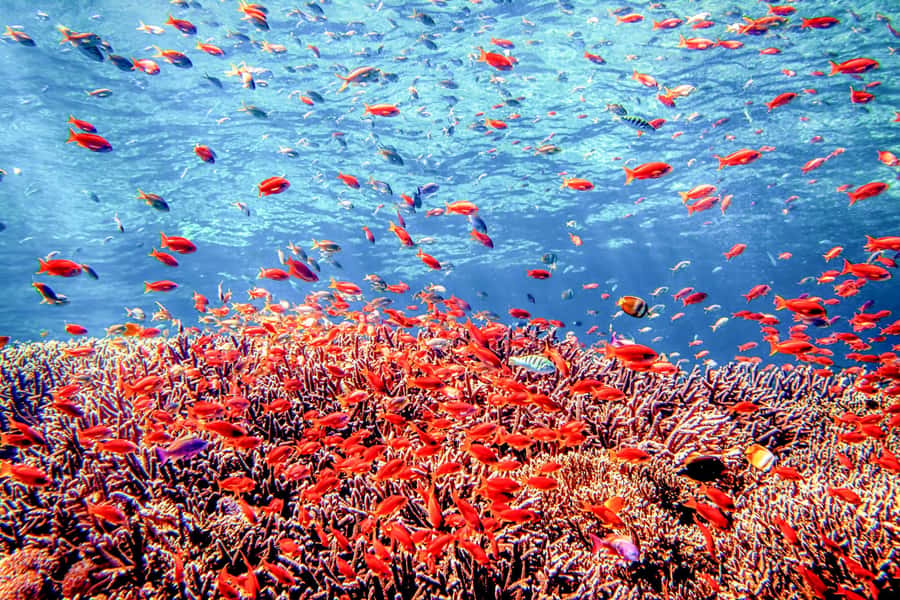 Bali: Tulamben Bay and the USAT Liberty Wreck Dive - The USAT Liberty wreck: WWII story plus what to look for underwater