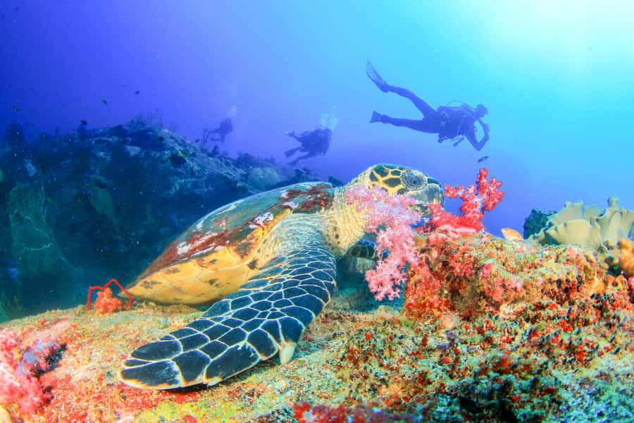 Bali: Tulamben Bay Beginner's Dive Experience - Shallow-water practice that builds confidence fast