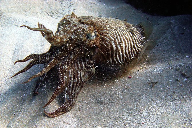 Baptism of diving in the Natural Park of the Strait - Key points to plan your underwater session